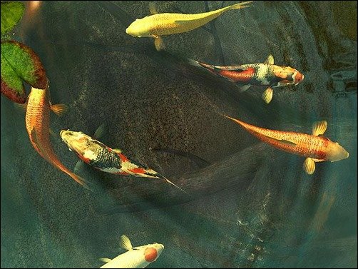 Koi-Fish