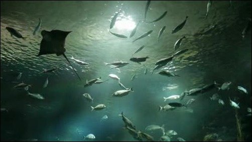 Sea-LIfe-1