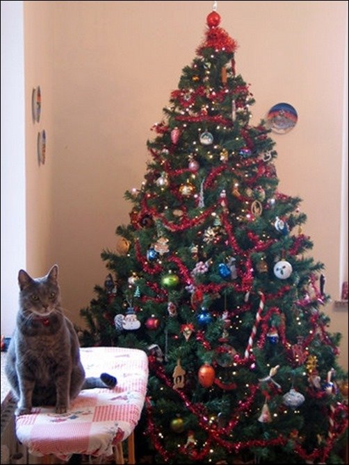 Christmas-Cat