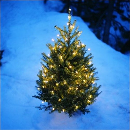Decorated-Christmas-Tree