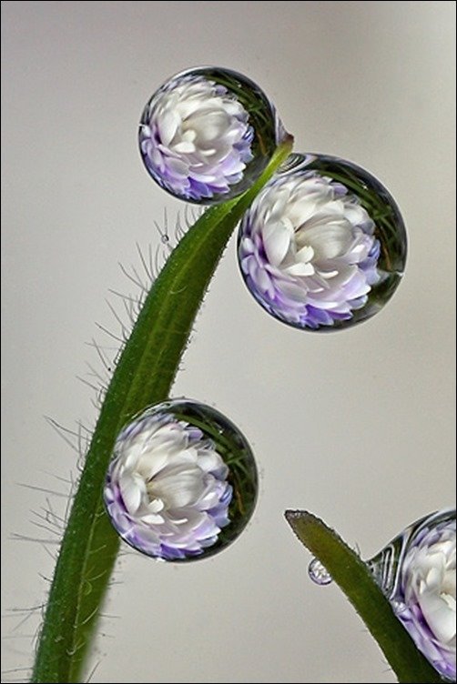 Flowers-Reflection iphone wallpapers