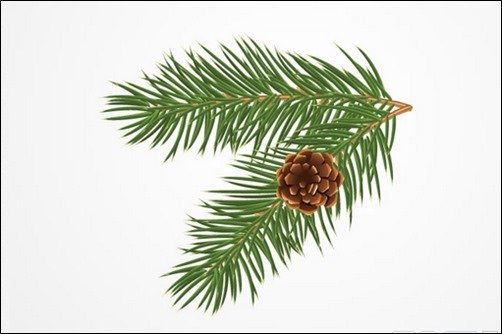 Pine-or-Christmas-Tree-Branch-with-a-Cone-Vector Pine-or-Christmas-Tree-Branch-with-a-Cone-Vector