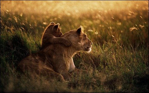 African-Lion-high-definition-wallpapers African-Lion-high-definition-wallpapers