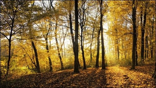 Golden-Forest-high-resolution-wallpaper Golden-Forest-high-resolution-wallpaper