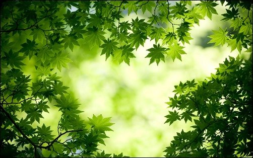 Green-Maple-Leaves-high-resolution-wallpaper Green-Maple-Leaves-high-resolution-wallpaper