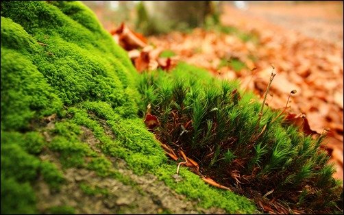 Greenish-high-res-wallpaper Greenish-high-res-wallpaper