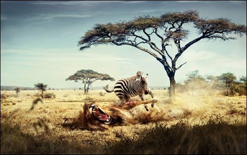 HD-Wild-Wallpaper-high-resolution-wallpaper HD-Wild-Wallpaper-high-resolution-wallpaper