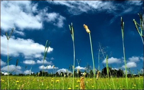 Hiding-in-the-Grass-high-resolution-wallpaper Hiding-in-the-Grass-high-resolution-wallpaper