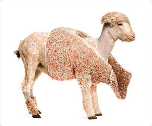 Lamb's-Coat-photo-effects Lamb's-Coat-photo-effects