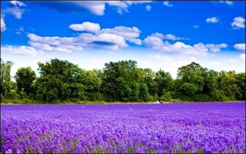 Lavender-Field-high-resolution-wallpaper Lavender-Field-high-resolution-wallpaper