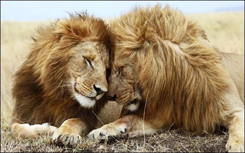 Lions-Pair-high-resolution-wallpaper Lions-Pair-high-resolution-wallpaper