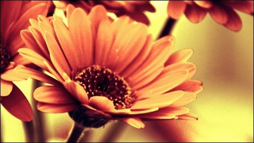 New-HD-Flower-Wallpaper-high-resolution-wallpaper New-HD-Flower-Wallpaper-high-resolution-wallpaper