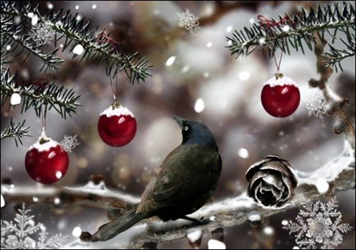 Red-Winter-winter-wallpaper