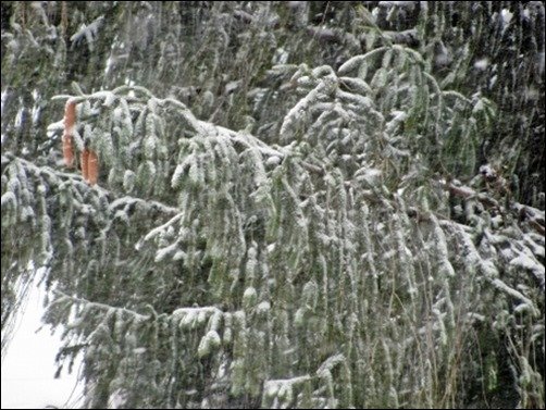 Snowy-Green-winter-wallpaper