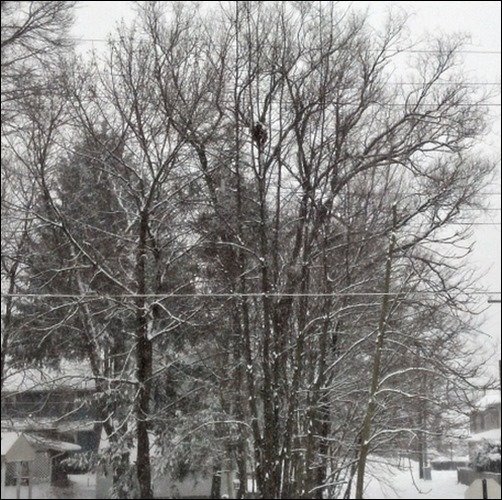 Winter's-Touch-winter-wallpaper