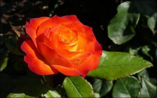 A-Bright-And-Fiery-Orange-Colored-Rose-rose-wallpaper A-Bright-And-Fiery-Orange-Colored-Rose-rose-wallpaper