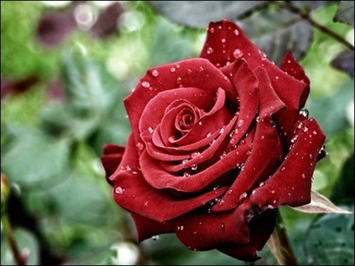 A-Late-Given-Rose-rose-wallpaper A-Late-Given-Rose-rose-wallpaper