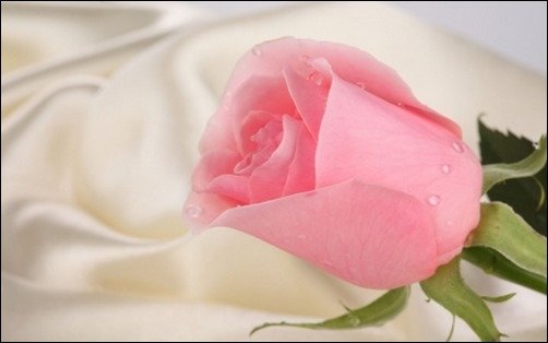 A-Pink-Pretty-Valentine-Day-Rose-love-rose-wallpaper- A-Pink-Pretty-Valentine-Day-Rose-love-rose-wallpaper-