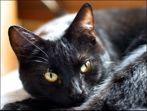 Black-Cat-Dare-Stare-cool-black-background Black-Cat-Dare-Stare-cool-black-background