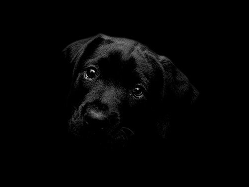 Black-Labrador-Wallpaper-black-wallpaper Black-Labrador-Wallpaper-black-wallpaper
