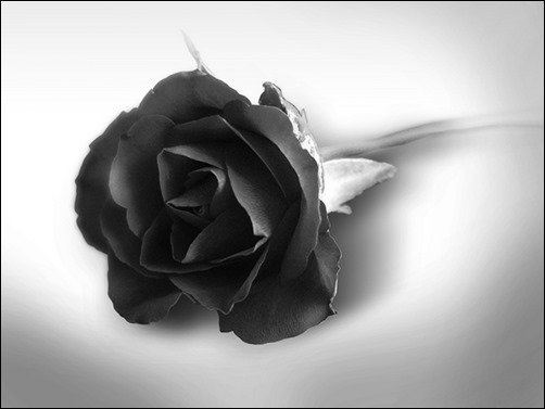 Black-Rose-dark-desktop-backgrounds Black-Rose-dark-desktop-backgrounds