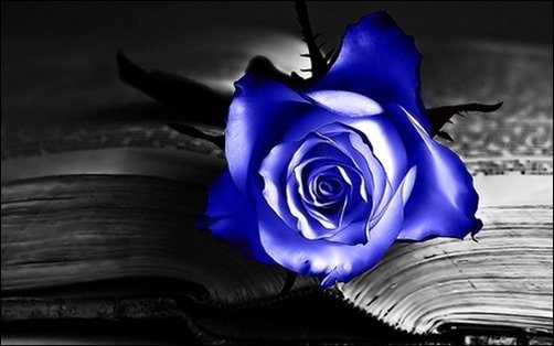 Blue-Rose-roses-wallpapers Blue-Rose-roses-wallpapers