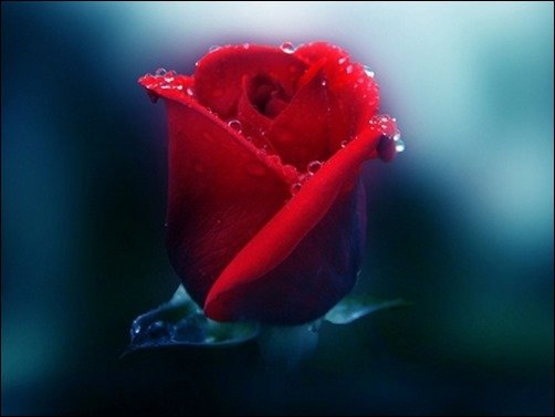 Dew-on-Rose-rose-wallpaper Dew-on-Rose-rose-wallpaper