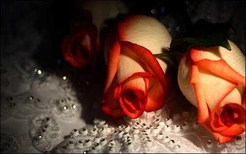 Diamonds-And-Roses-wallpapers-of-roses Diamonds-And-Roses-wallpapers-of-roses