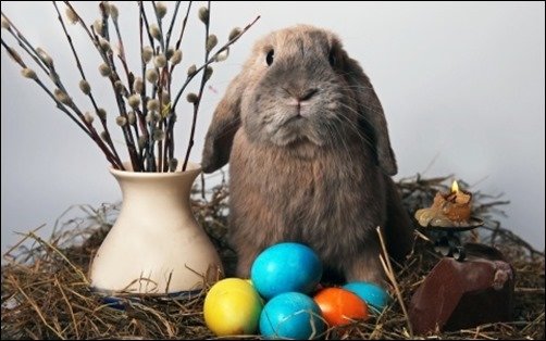 Easter-Bunny-easter-wallpaper