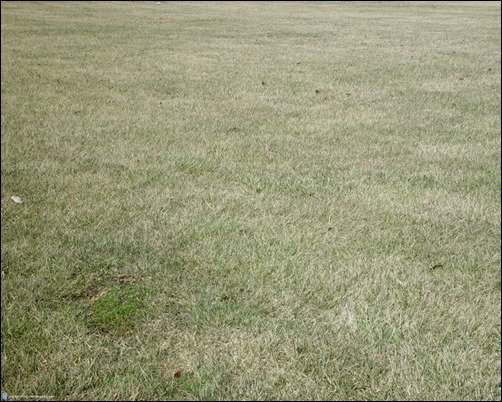 Free-Grass-Texture-001-free-grass-texture[3]