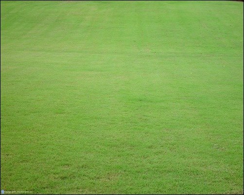 Free-Grass-Texture-017-texture-grass