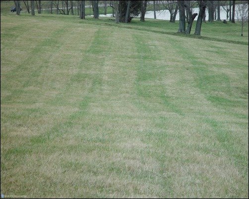 Free-Grass-Texture-019-grass-texture