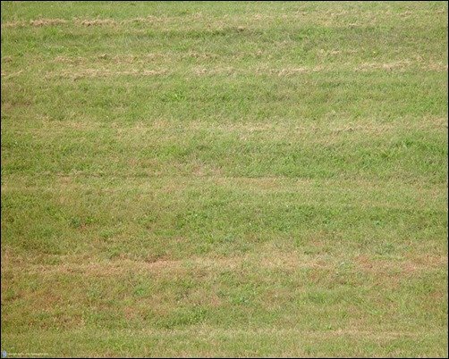 Free-Grass-Texture-022-photoshop-grass-texture