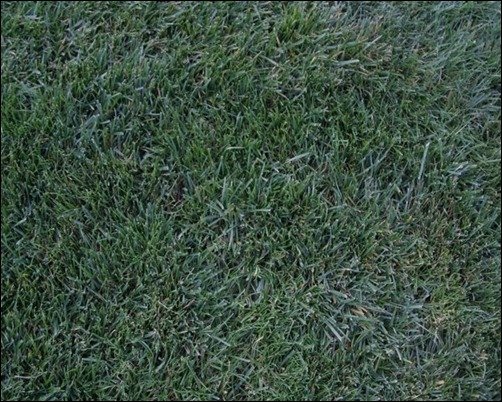 Grass-002-cartoon-grass-texture