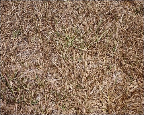 Grass-Dry-2-grass-texture-photoshop