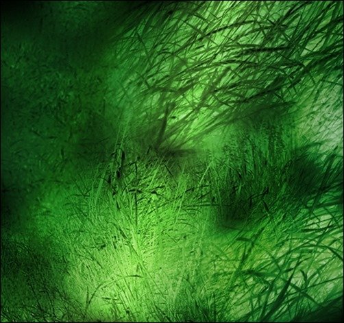 Grass-Textrure-grass-texture
