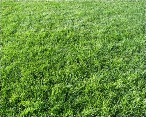 Grass-Texture-II-grass-texture