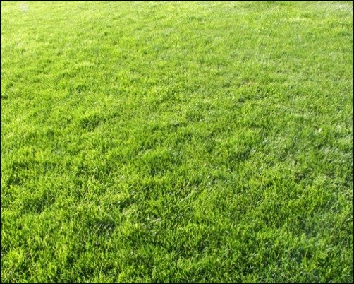Grass-Texture-III-grass-texture