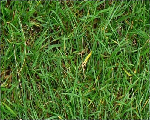 Grass-Texture-photoshop-grass-texture