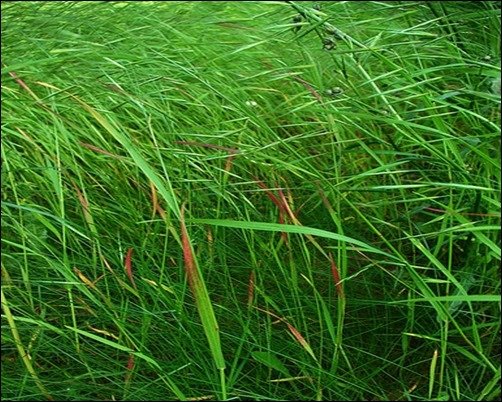 Grass-grass-texture-photoshop[3]