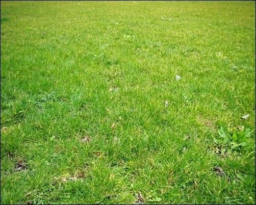 Grass-grass-texture