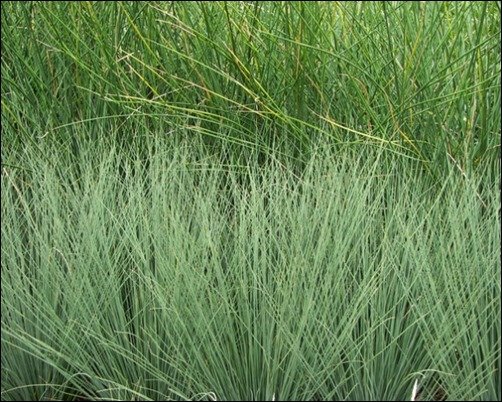 Grasses-Texture-I-grass-texture