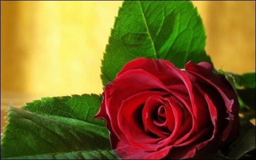 I'll-Give-This-Rose-For-My-Love-wallpaper-of-rose I'll-Give-This-Rose-For-My-Love-wallpaper-of-rose