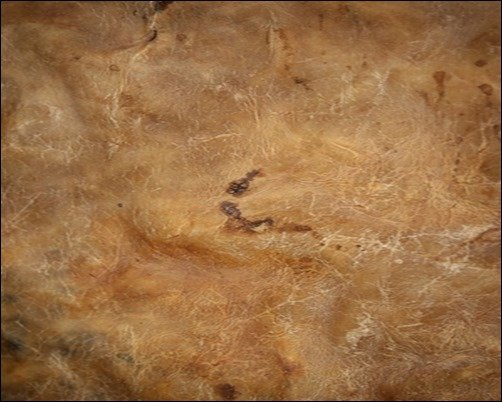 Leather-Texture-7-photoshop-leather-texture Leather-Texture-7-photoshop-leather-texture