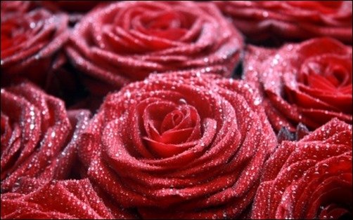 Lovely-Rose-rose-wallpaper Lovely-Rose-rose-wallpaper