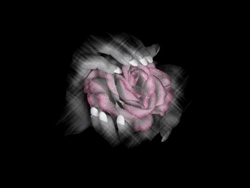 Lovely-Rose-rose-wallpapers Lovely-Rose-rose-wallpapers