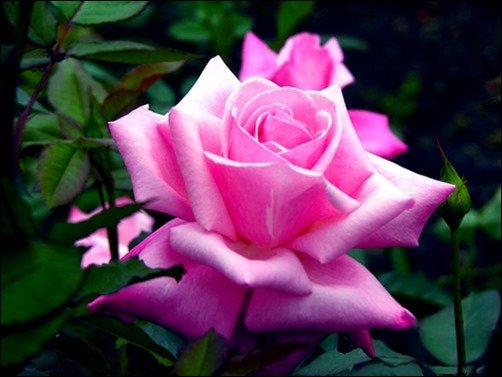 Pink-Lonely-Rose-for-DN-roses-wallpaper Pink-Lonely-Rose-for-DN-roses-wallpaper
