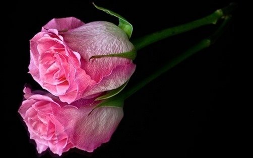 Pink-Rose-rose-wallpaper Pink-Rose-rose-wallpaper