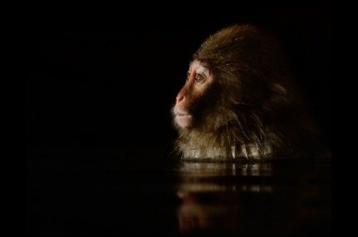 Primate-Reflections-black-wallpaper Primate-Reflections-black-wallpaper