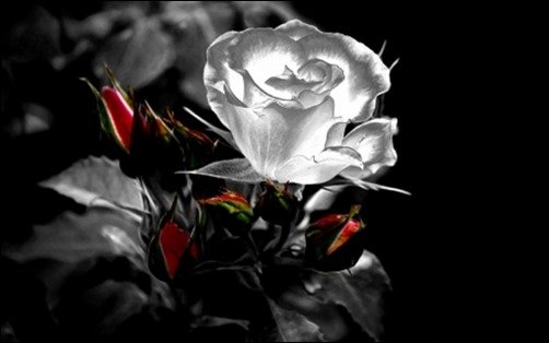 Pure-Rose-roses-wallpapers Pure-Rose-roses-wallpapers